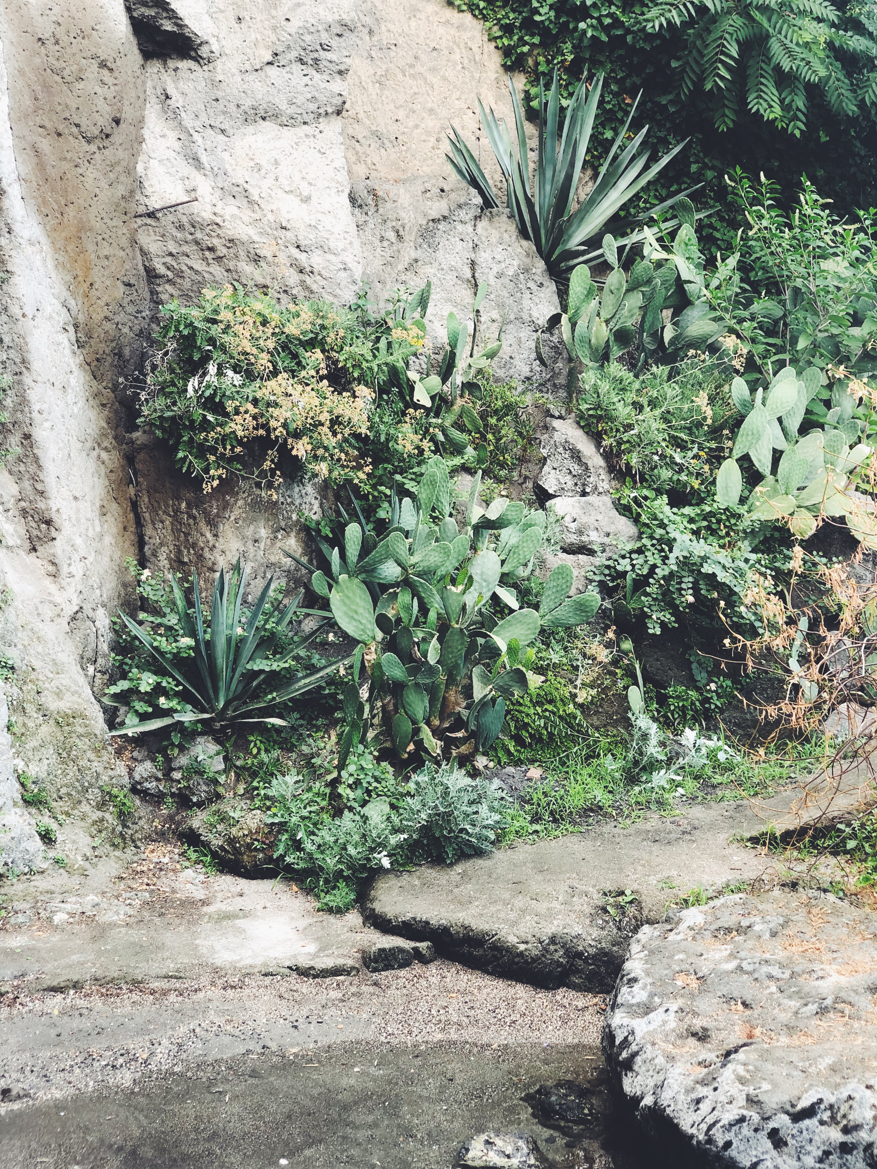 beautiful plants in Sorrento Italy