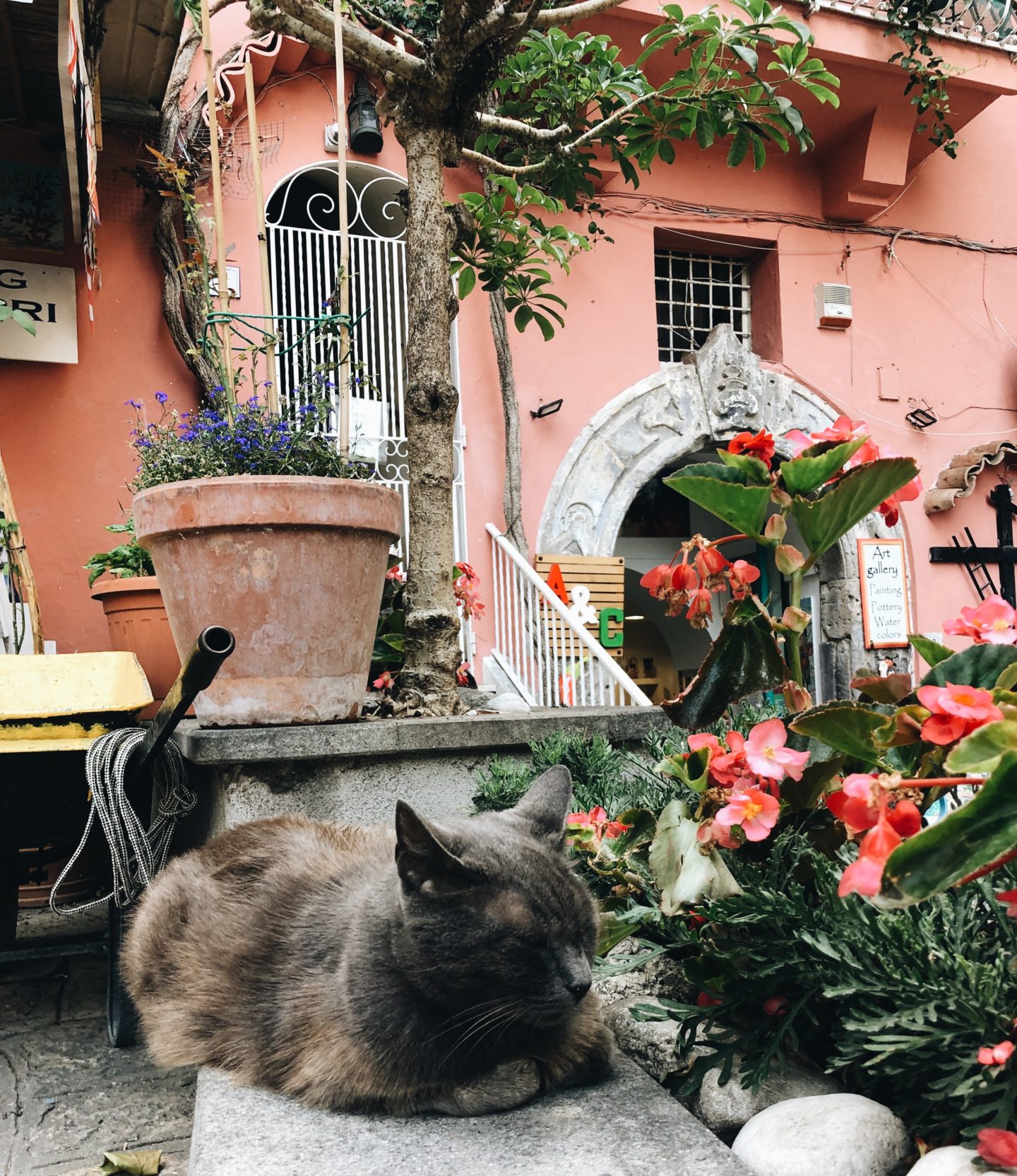 cat in Positano Italy