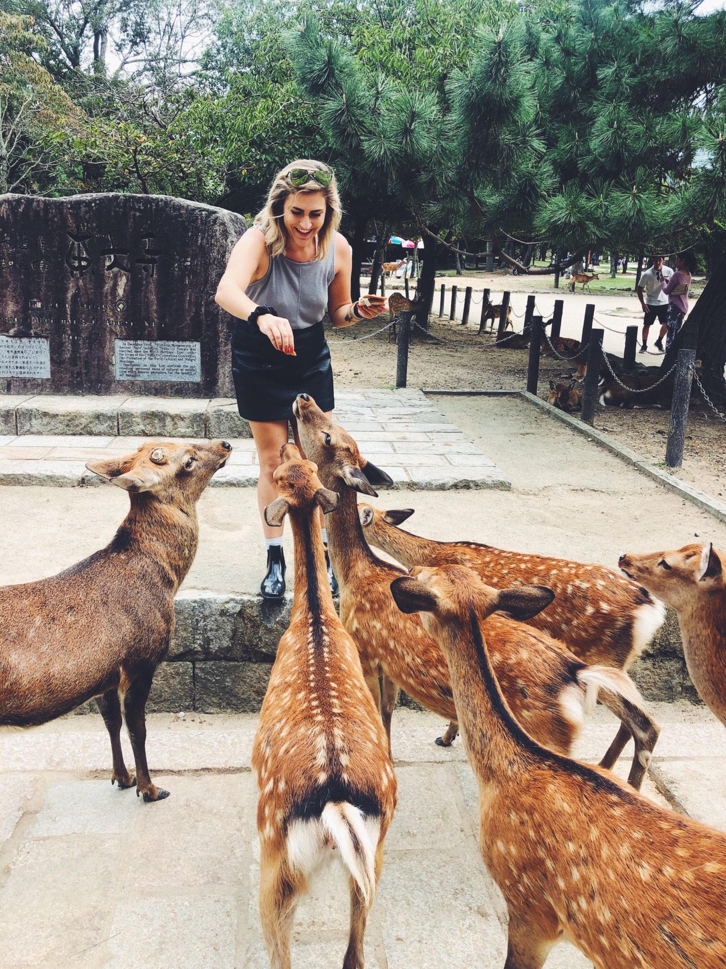 feeding the deer in nara japan before girl gets chased down by the dear