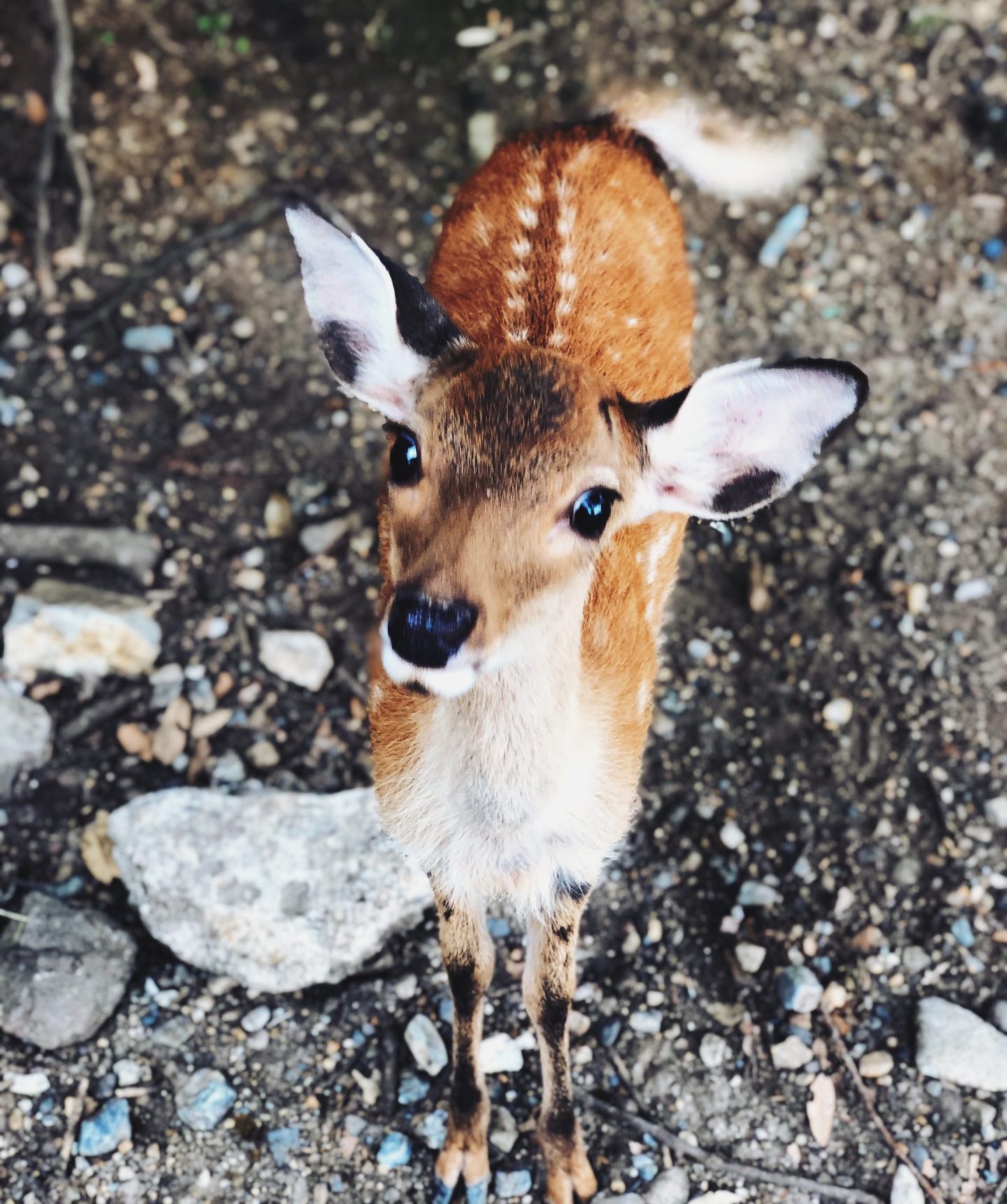 cute little wild deer in nara japan